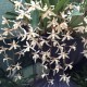 Coelogyne flaccida "Becky Falls‟