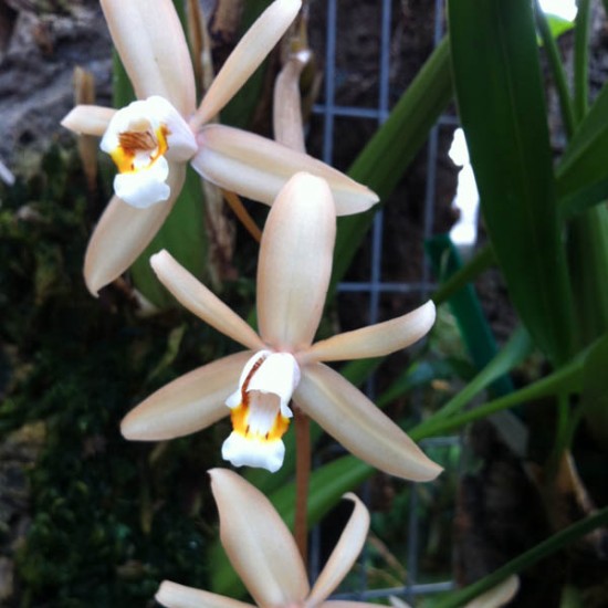 Coelogyne flaccida "Becky Falls‟