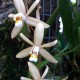 Coelogyne flaccida "Becky Falls‟