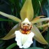 Coelogyne lawrenceana