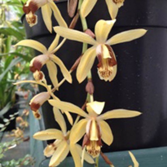 Coelogyne massangeana