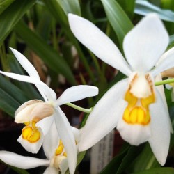 Coelogyne ochracea