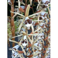 Coelogyne pulverula