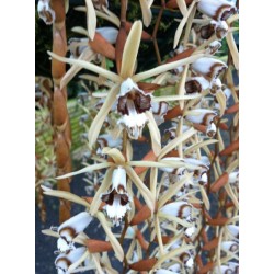Coelogyne pulverula