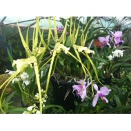 A Special V.I.P. Orchid Experience