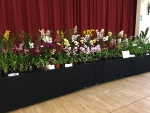 Bournemouth Orchid Society Show - Sat 24th September 2022