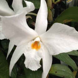 Dendrobium infundibulum