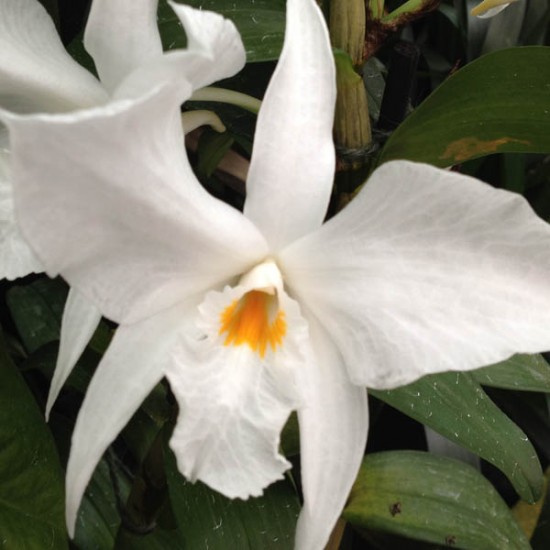 Dendrobium infundibulum