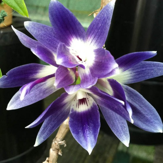 Dendrobium victoria-reginae