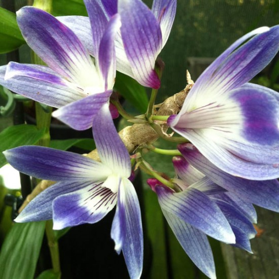 Dendrobium victoria-reginae