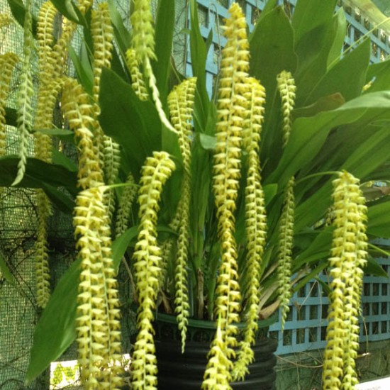 Dendrochilum filiforme