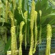 Dendrochilum filiforme