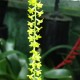 Dendrochilum filiforme