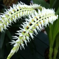 Dendrochilum glumaceum 'Orchid Paradise'