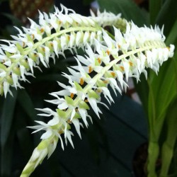 Dendrochilum glumaceum 