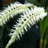 Dendrochilum glumaceum 