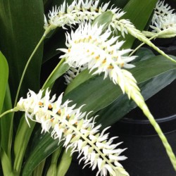 Dendrochilum glumaceum 