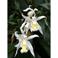 Coelogyne Intermedia