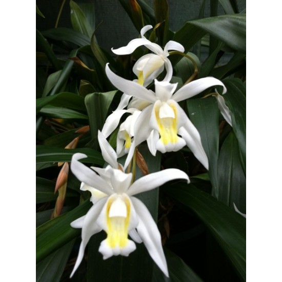 Coelogyne Intermedia