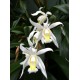 Coelogyne Intermedia