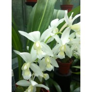 Coelogyne ochracea var. lemoniana