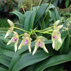 Bulbophyllum guttulatum