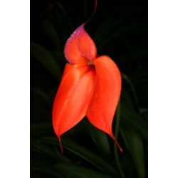 Masdevallia barlaeana