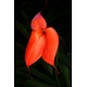 Masdevallia barlaeana