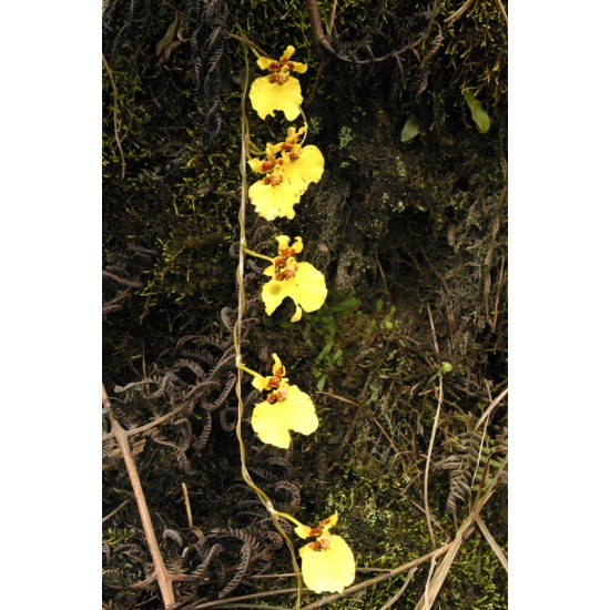Oncidium globuliferum Oncidium globuliferum