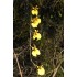 Oncidium globuliferum