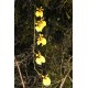 Oncidium globuliferum Oncidium globuliferum