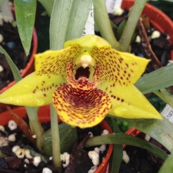 Promenaea Crawshayana