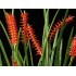 Dendrochilum wenzelii
