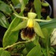 Coelogyne fimbriata