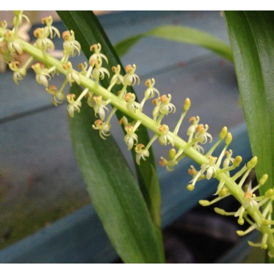 Liparis stricklandiana