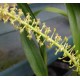 Liparis stricklandiana