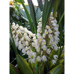 Coelogyne multiflora 'Burnham'