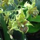 Dendrobium polysema