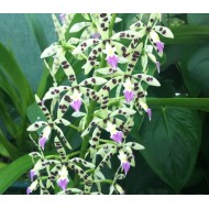 Prosthechea prismatocarpa