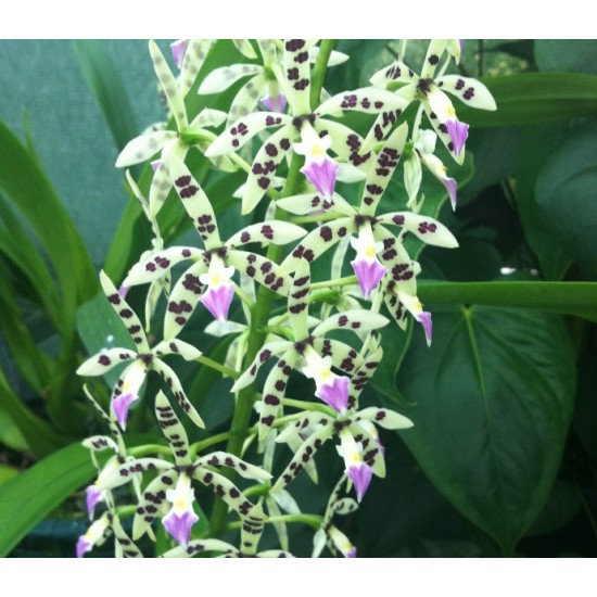 Prosthechea prismatocarpa