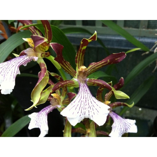 Zygopetalum crinitum