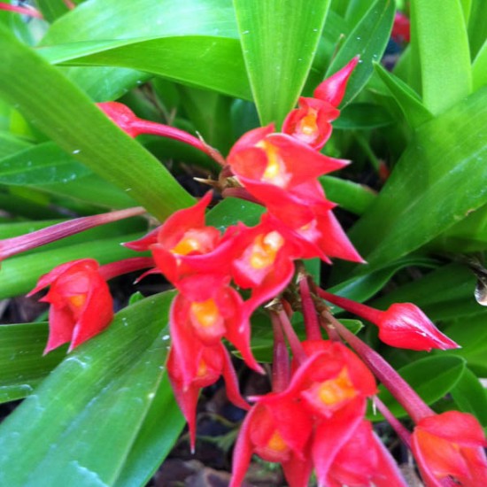 Maxillaria coccinea