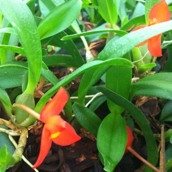 Maxillaria sophronitis
