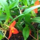 Maxillaria sophronitis
