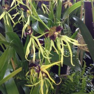 Prosthechea cochleata