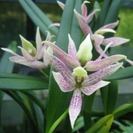 Prosthechea garciana