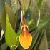 Restrepia brachypus
