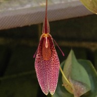 Restrepia contorta Restrepia contorta