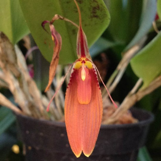 Restrepia cuprea
