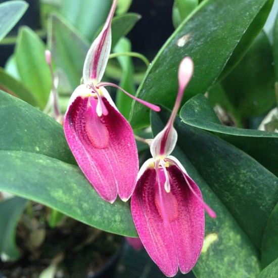 Restrepia sanguinea